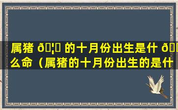 属猪 🦊 的十月份出生是什 🐼 么命（属猪的十月份出生的是什么星座）